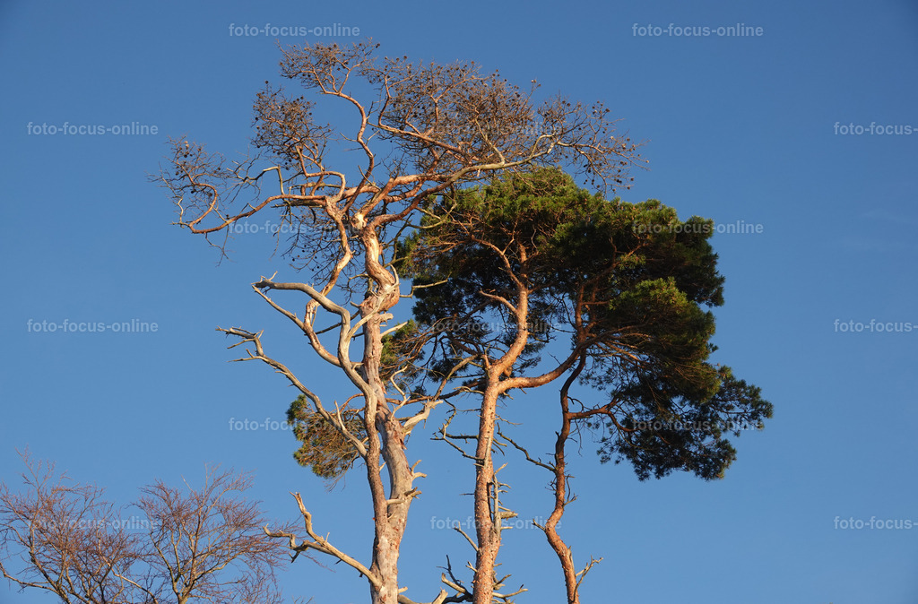Wind-swept trees in late autumn | foto-focus-online