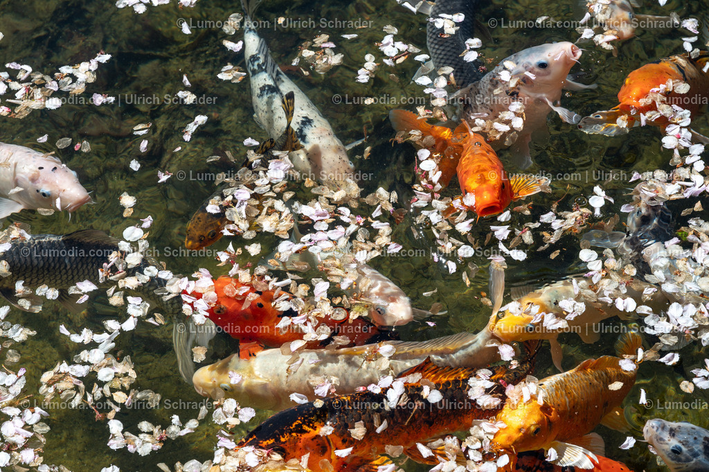 10049-14024 - Japanischer Garten in Bad Langensalza | Stockfoto und Bilderpool mit Bildmaterial aus Deutschland, dem Harz, Halberstadt, Quedlinburg, Wernigerode und weltweit. Qualitativ hochwertige und professionelle Fotos anschauen und kaufen. - Realisiert mit Pictrs.com