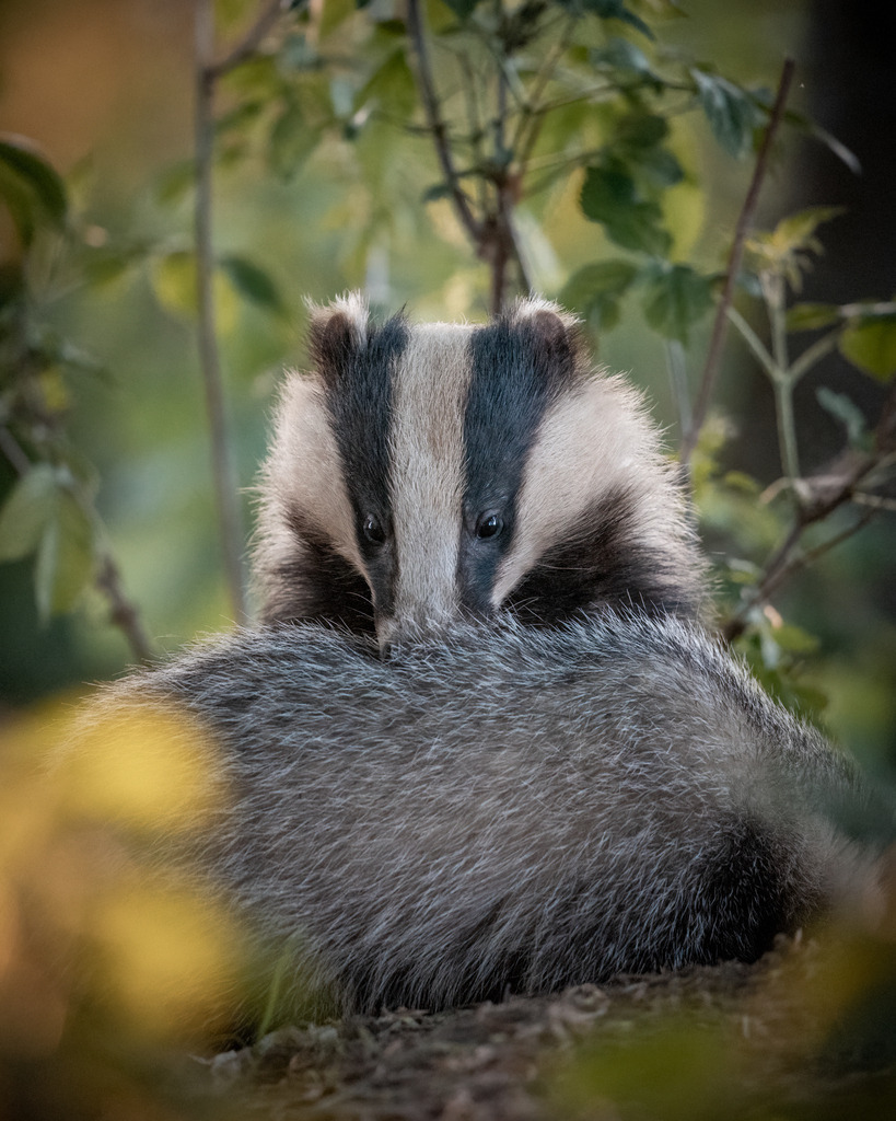 Dachsmutter putzt ein Junges | Die Dachskinder benötigen auch Fellpflege. 