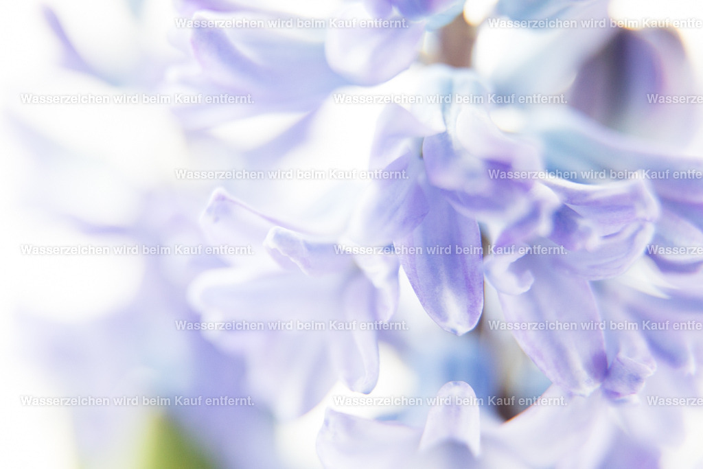 Vertrauen und Wahrheit | Die Botschaft zum Bild lautet: Das Vertrauen ist eine zarte Pflanze, genau wie die Wahrheit. Vertraue deiner Wahrheit, vertraue deinem Herzen. Und das zu allererst. Es ist wichtig bei dir anzukommen. Es ist wichtig deine Essenz zu fühlen. Höre auf dein Herz.