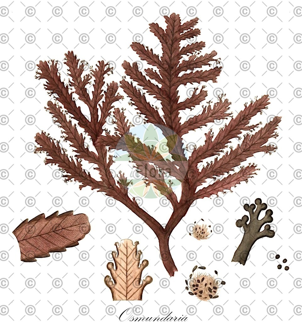 HistAbb_wfo-0001113307_1_ENZY_Simple | Historische Abbildung von Osmundaria - Rhodomelaceae (0) | Historical Illustration of Osmundaria - Rhodomelaceae (0)