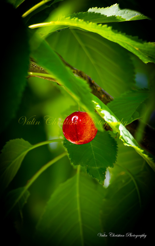 Macro 16 | Christian Vulin  - Realisiert mit Pictrs.com