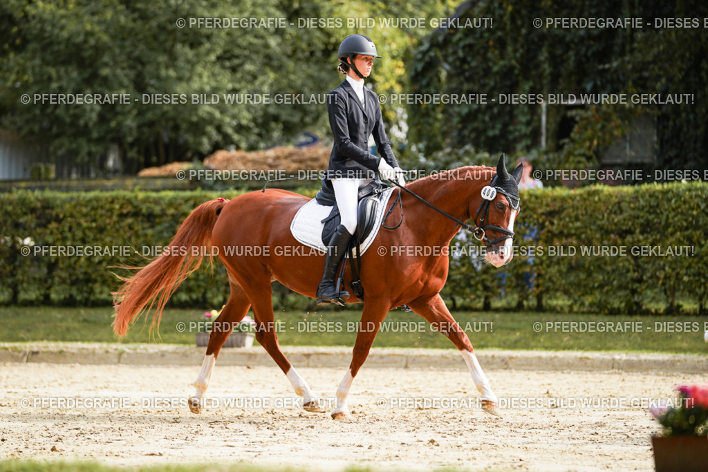 DSC04518 | Pferdegrafie