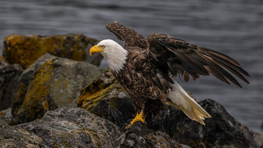 P1628500-Bearbeitet-Bearbeitet-LR | Natur im Moment - Realisiert mit Pictrs.com