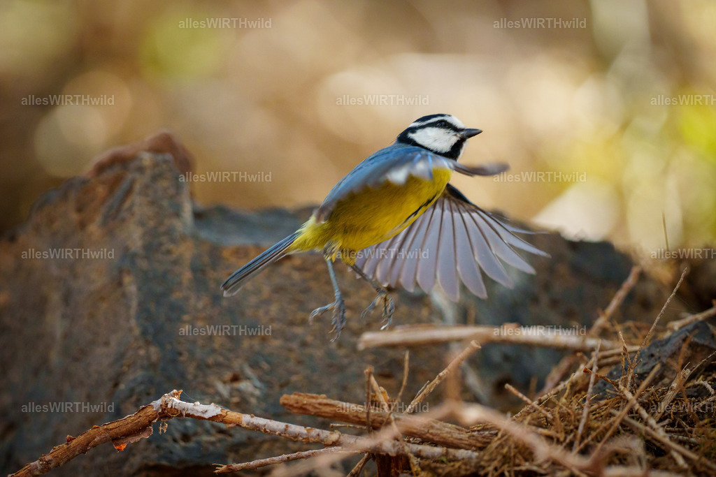 allesWIRTHgut Tierfotografie - allesWIRTHgut.de - 7IV08153 | Entdecke die faszinierende Welt der Natur- und Wildlife-Fotografie von Daniel und Bärbel. Inspirierende Bilder von wilden Tieren und kleinen Naturwundern.