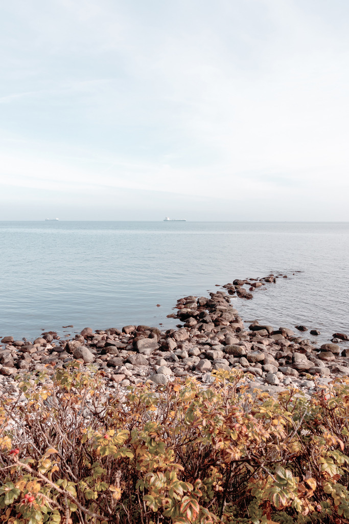 Wandbild: Steinmole an der Steilküste | Dieses Wandbild im Hochformat zeigt eine wunderschöne Herbststimmung am Meer. Im Vordergrund sind Heckenrosen in dezenten herbstlichen Farben zu sehen. Im Hintergrund ist eine Steinmole im Meer zu sehen. Schaffen Sie sich ein maritimes Ambiente in Ihrem Wohnzimmer und kaufen Sie sich dieses stilvolle Wandbild. Es ist auf Leinwand, Aluminium-Platte, Acrylglas oder als Holzdruck erhältlich. Die Wandbilder werden individuell für Sie in vielen Abmessungen produziert. Daher passen die Ostseekult Wandbilder immer perfekt an Ihre Wände. - Realisiert mit Pictrs.com