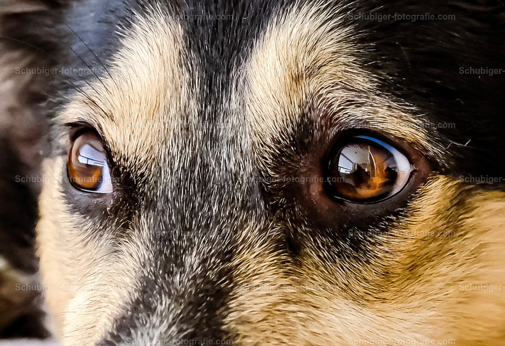 Hundeaugen | süsse Hundeaugen in Makroaufnahme - Realisiert mit Pictrs.com
