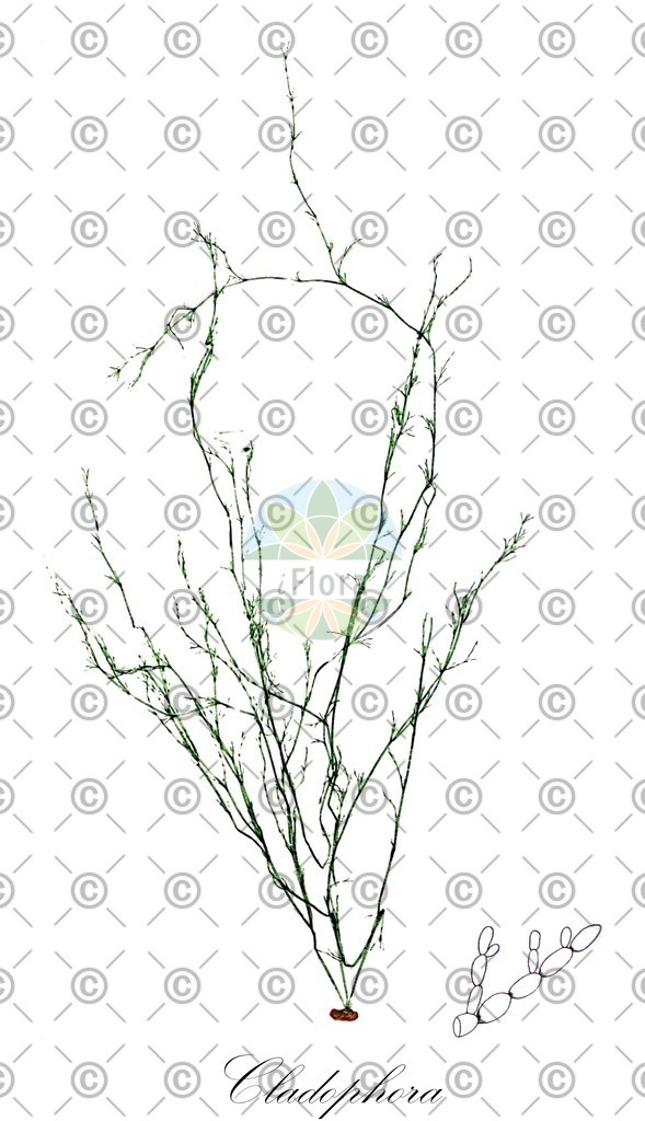 HistAbb_62LGP_5_ENZY_Simple | Historische Abbildung von Cladophora - Cladophoraceae (0) | Historical Illustration of Cladophora - Cladophoraceae (0)