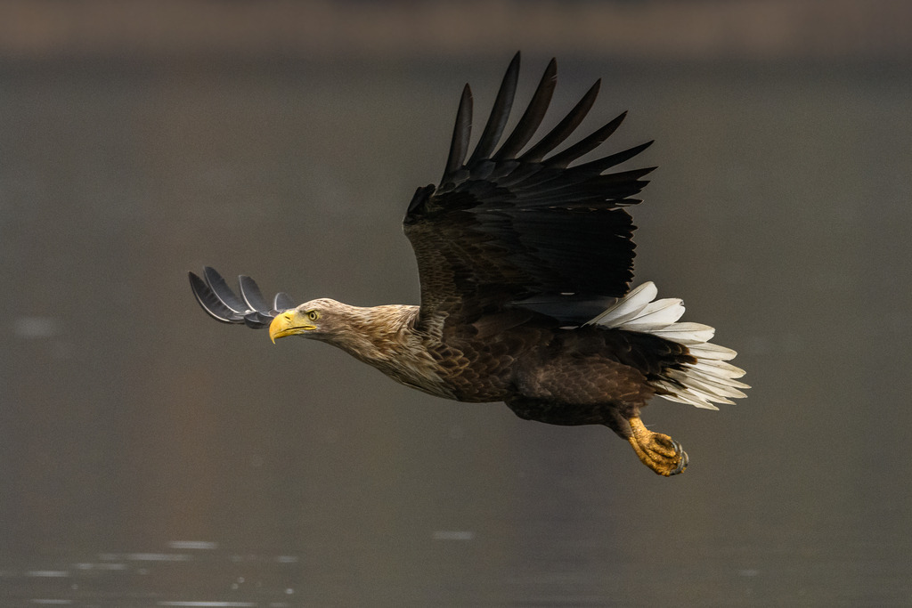 seeadler-2019-481 | Ein Seeadler (Haliaeetus albicilla) im Anflug auf einen Fisch. Das Foto entstand auf dem Breiten Luzin im Naturpark Feldberger Seenlandschaft in Mecklenburg-Vorpommern. - Realisiert mit Pictrs.com