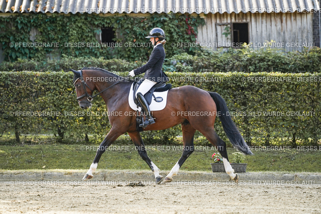 DSC05053 | Pferdegrafie