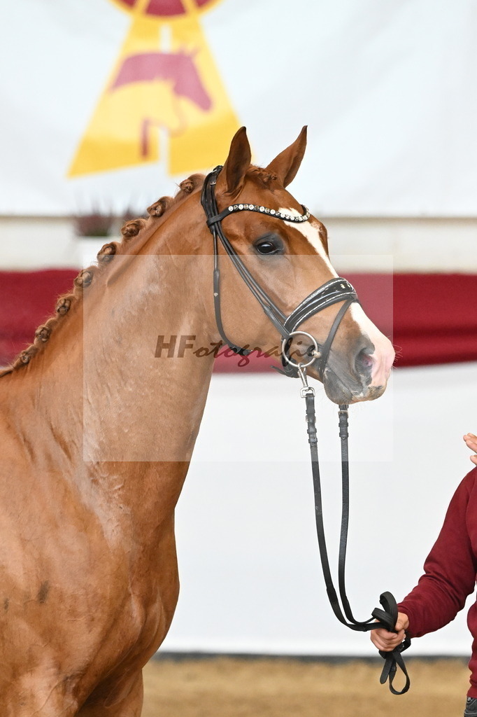 Kat-Nr. 5 Benicio x Vivaldi_Beckmann_47240641 | hf-fotografie - Realizzato con Pictrs.com