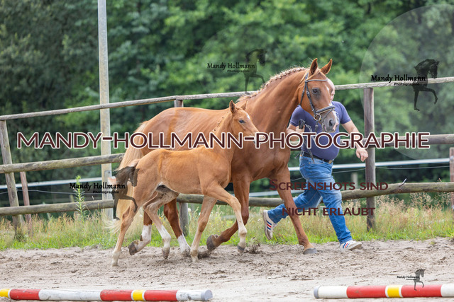Hexenberg-182 | mandyhollmannphotographie
