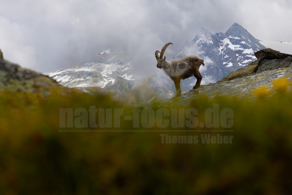 _5NF1407_20250713 | Ein majestätischer Alpensteinbock (Capra ibex) steht auf einem felsigen Vorsprung in einer hochalpinen Landschaft. Das Tier blickt aufmerksam nach vorne, seine imposanten, gebogenen Hörner sind deutlich zu erkennen. Im Hintergrund erheben sich schneebedeckte Berggipfel, die teilweise von dichten Wolken umhüllt sind, was der Szene eine dramatische Atmosphäre verleiht. Der Vordergrund ist unscharf und zeigt grüne und gelbe Pflanzen, die dem Bild Tiefe verleihen. Es sind keine direkten Interaktionen mit anderen Tieren zu beobachten; der Steinbock scheint die Umgebung zu überblicken. - Realisiert mit Pictrs.com