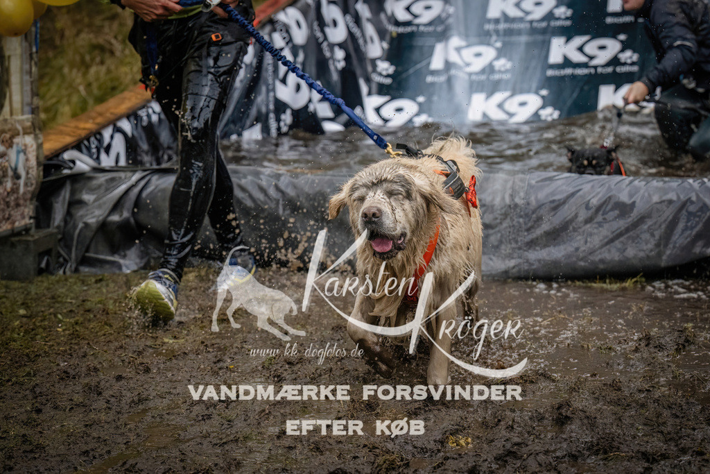 1234_ZZ90248 | kk-dogfotos