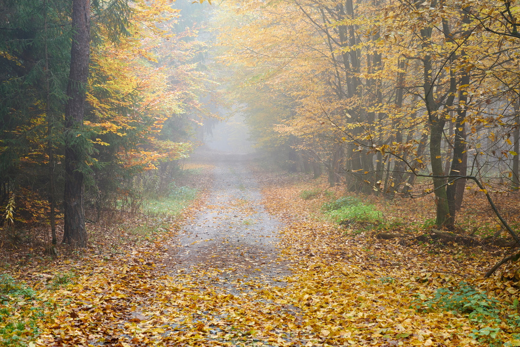 Güterweg durch einen Herbstwald | Austria - November 01, 2021: Güterweg durch einen nebeligen Herbstwald. - Realisiert mit Pictrs.com