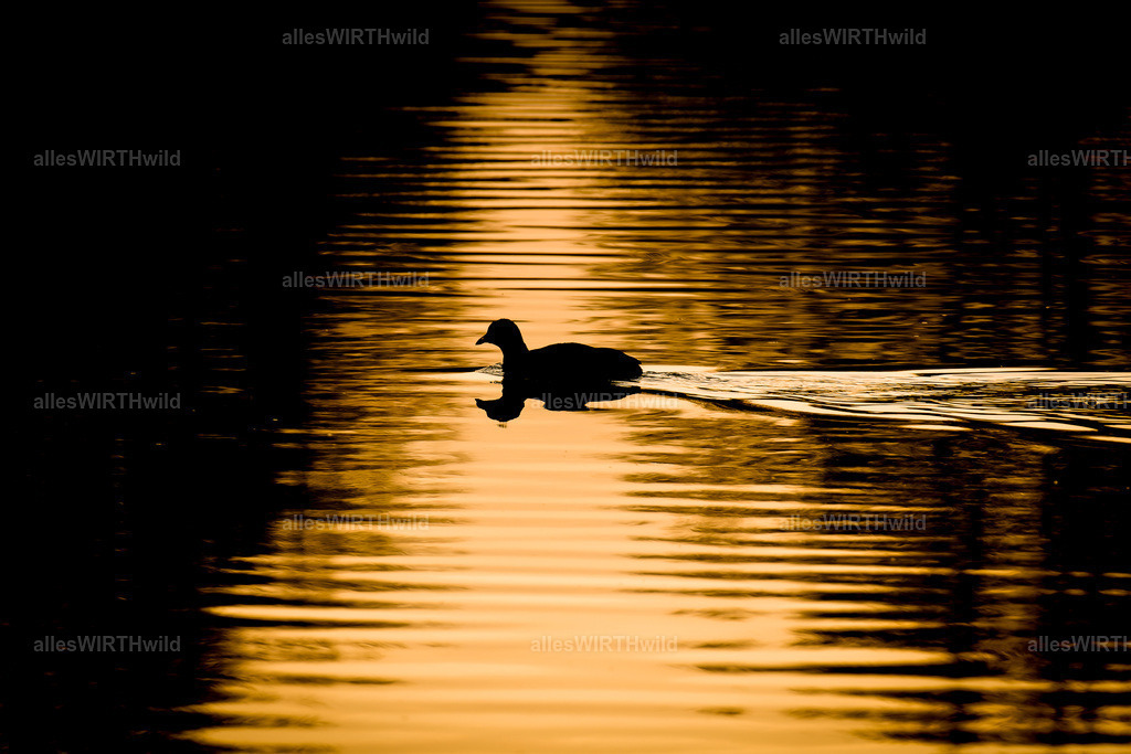 Daniel Wirth - www.allesWIRTHwild.de -DSC08038-DNG_DxO | Entdecke die faszinierende Welt der Natur- und Wildlife-Fotografie von Daniel und Bärbel. Inspirierende Bilder von wilden Tieren und kleinen Naturwundern.