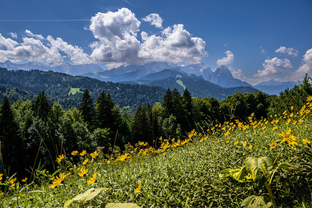 Sommerglanz über den Alpen: Blütenzauber an der Pfeifferalm | Ein sonnenverwöhnter Hang voller leuchtend gelber Wildblumen lenkt den Blick von der Pfeifferalm über saftig grüne Nadelwälder hinweg auf eine spektakuläre Bergkulisse. Am Horizont zeichnet sich die kühne Form der Alpspitze ab, während mächtige Quellwolken den strahlend blauen Sommerhimmel dramatisch in Szene setzen. Die Aufnahme verbindet die lebendige Frische einer blühenden Sommerwiese mit der erhabenen, zeitlosen Wildheit der Alpen. Ein Motiv, das Lust auf Natur, Freiheit und ausgedehnte Wanderungen macht. - Realisiert mit Pictrs.com