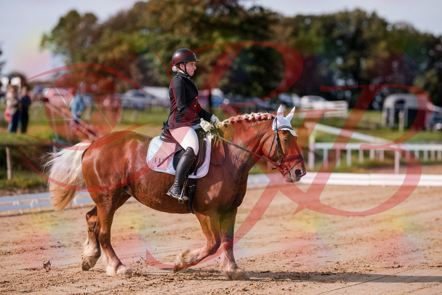 2026_10_03_Siefer-Hof_114106_Z81_83920534 | Professionelle Reitsport-, Turnier- und Eventfotografie von Robert Broda. Galerien mit ausgewählten und bearbeiteten Bildern direkt online ansehen und bestellen.