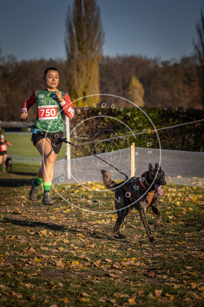 CaniXpix_DV3A2415 | Hundefotografie, Tierfotograf, Pfotenfotografie, Fotoshooting Hund, Hunde Portrait, Hundesport, Hundeportraits, Heideshooting, Hunde, Sportfotograf, Hundefotograf, Turnierhundsport, THS,  - Realisiert mit Pictrs.com