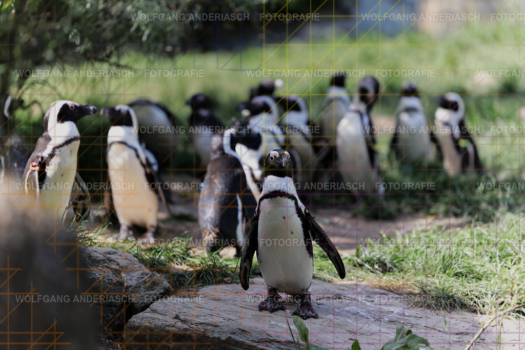 253L1569_wa | Ein stiller Moment im Opel Zoo: Der Blick des Tieres erzählt von Gelassenheit, Präsenz und Nähe. Ungestellt, ruhig und auf Augenhöhe fotografiert – ein Augenblick, der bleibt. - Realisiert mit Pictrs.com