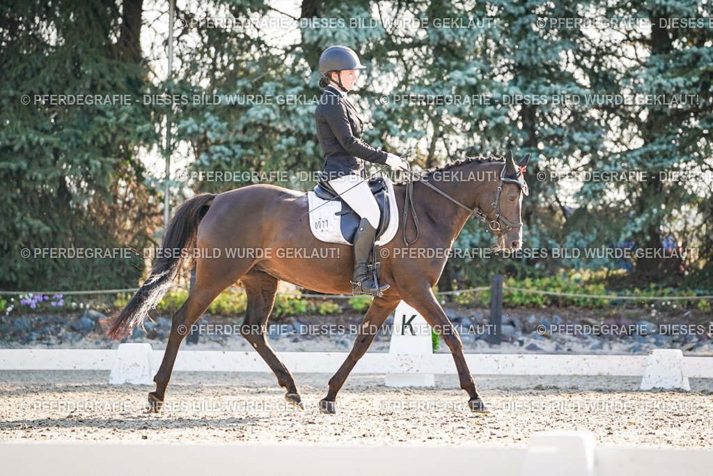 DSC08813 | Pferdegrafie