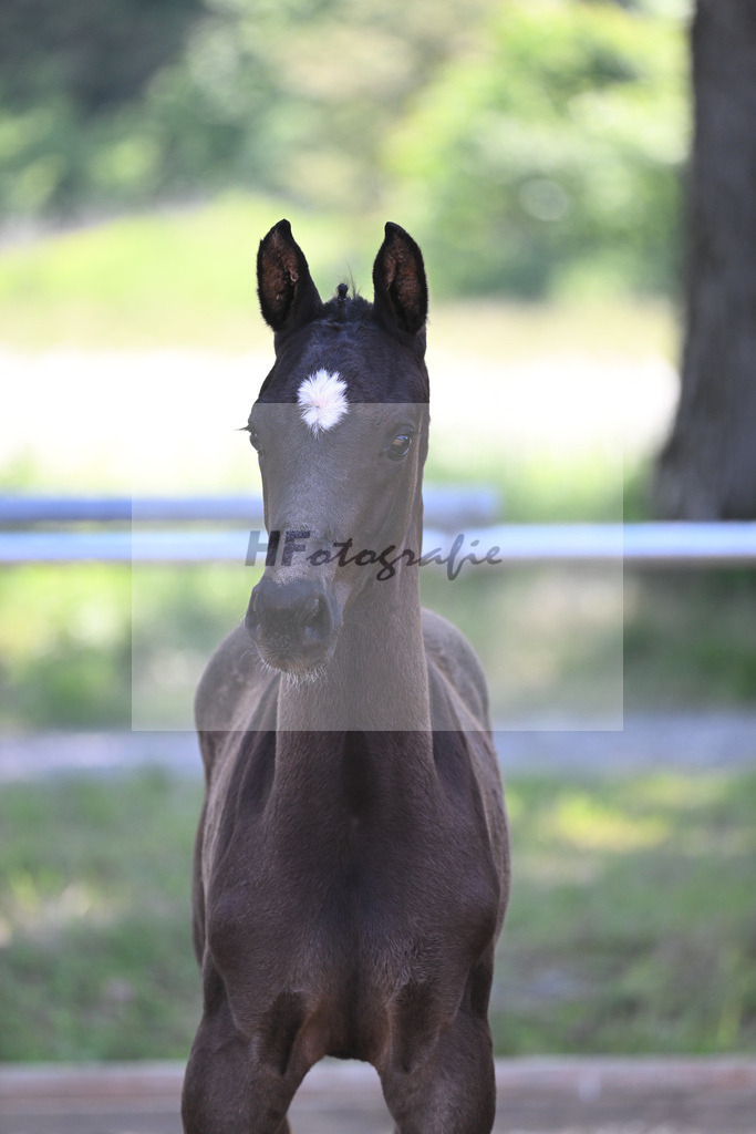 Kat-Nr. 8 HF DSP Feliciano_Weyer_14230190 | hf-fotografie - Realisiert mit Pictrs.com