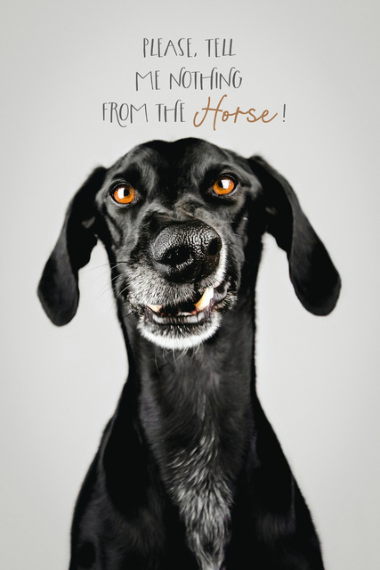 Erzähl Luke keinen vom Pferd | "Please, tell me nothing from the horse!"