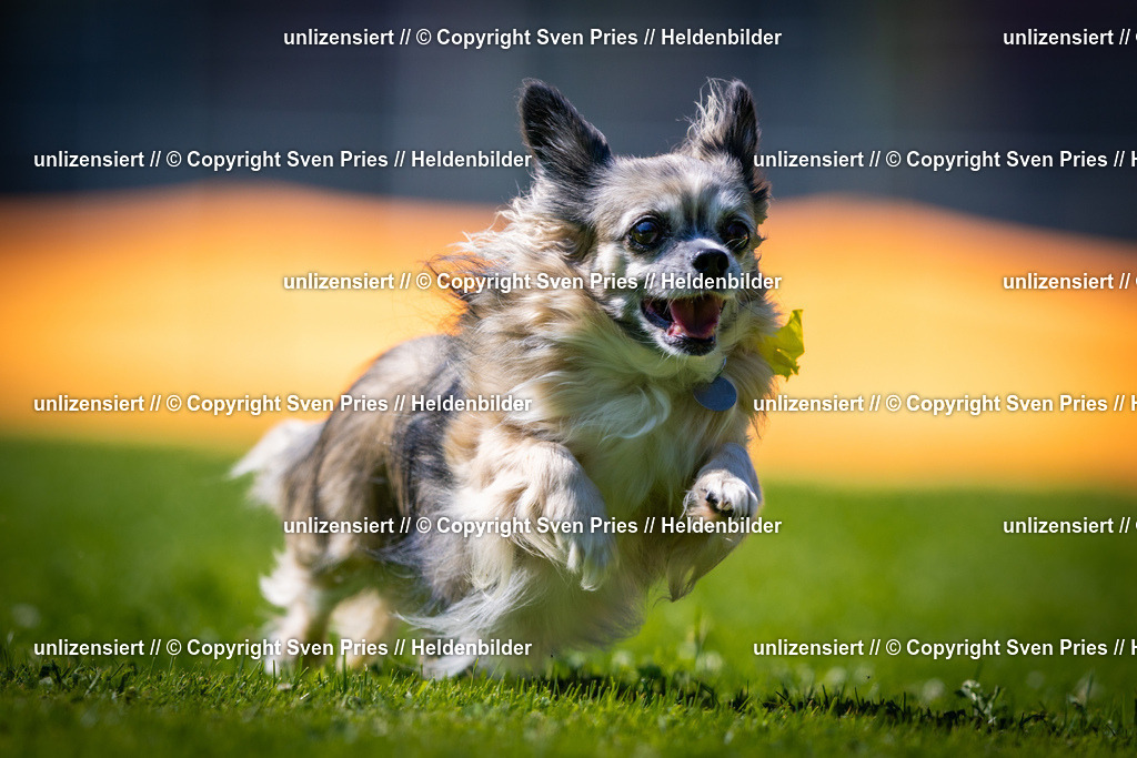 Sven Pries | 2025-08-10 - Hunderennen Durlach - Realisiert mit Pictrs.com