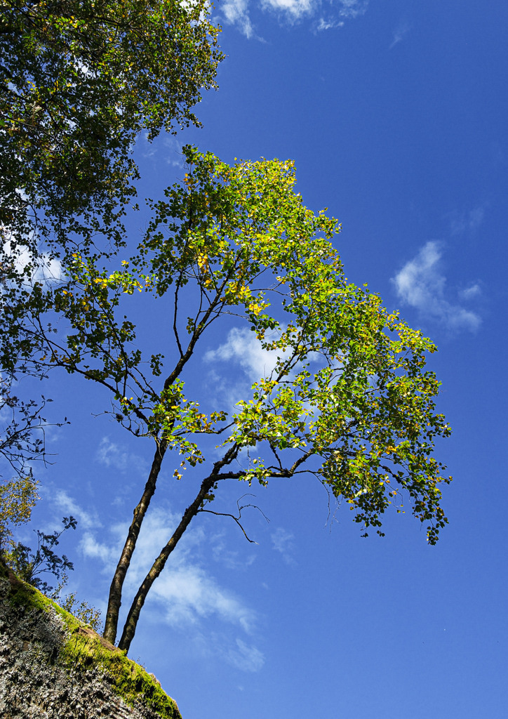 Kleine Birke vor blauem Himmel in den Vogesen | Ein sonniger Tag führte mich in die Vogesen. In der sommerlichen Stimmung des Tages entdeckte ich diese kleine Birke, die die ersten Spuren des Herbstes nicht ganz verstecken kann. - Realisiert mit Pictrs.com