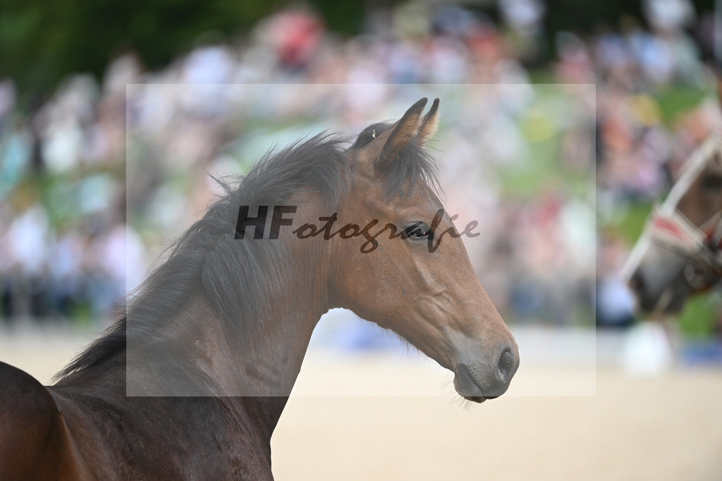 Stuten mit Fohlen_36240424 | hf-fotografie - Realisiert mit Pictrs.com