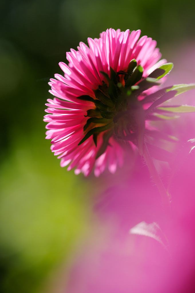 Astern | RohrAustria - September 08, 2012: Nahaufnahme von Astern im Garten. - Realisiert mit Pictrs.com