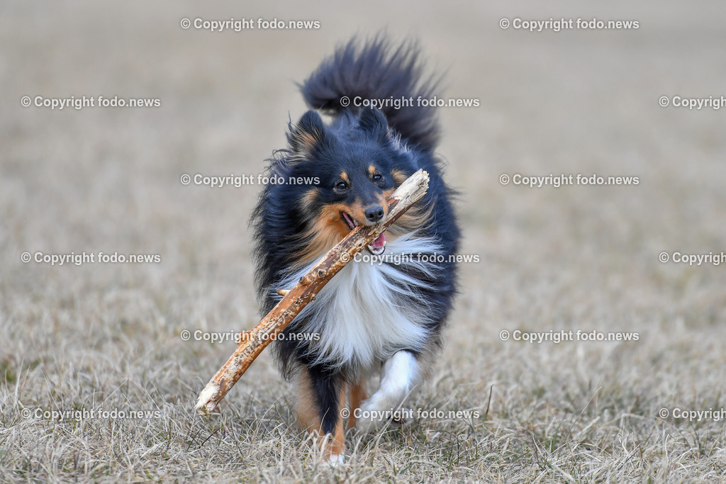 Hund_ Hunde_ Freilaufflaeche_ 20.02.2022-26 | 20.02.2022, Linz, AUT, Hund, Hunde, Themenbild, im Bild Hund, Hunde, spazieren, Freilaufzone, Spazierweg, Arrigo und Luigi