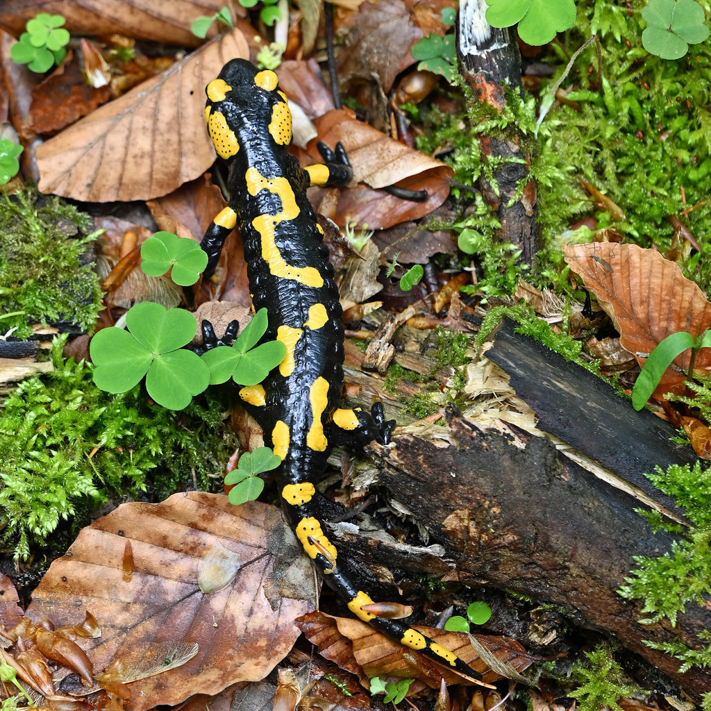 Salamander02q | lucisnaturbilder - Realisiert mit Pictrs.com