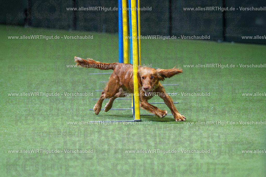@allesWIRTHgut_Tierfotografie - www.allesWIRTHgut.de - 2604251117-7R500158 | Professionelle Tierfotografie in Mönchengladbach von Daniel Wirth (allesWIRTHgut). Liebevolle & natürliche Bilder von Hunden & Katzen für unvergessliche Erinnerungen.