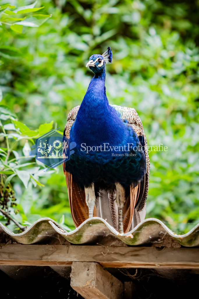 IMG_3021 | SportEventFotografie - Roman Stoiber