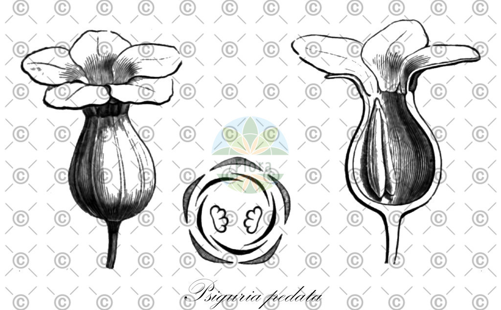 HistAbb_EMP_7709442_SRC_Schlechtendal_FLORAD_SIMPLE | Historische Abbildung von Psiguria pedata - Cucurbitaceae | Historical Illustration of Psiguria pedata - Cucurbitaceae