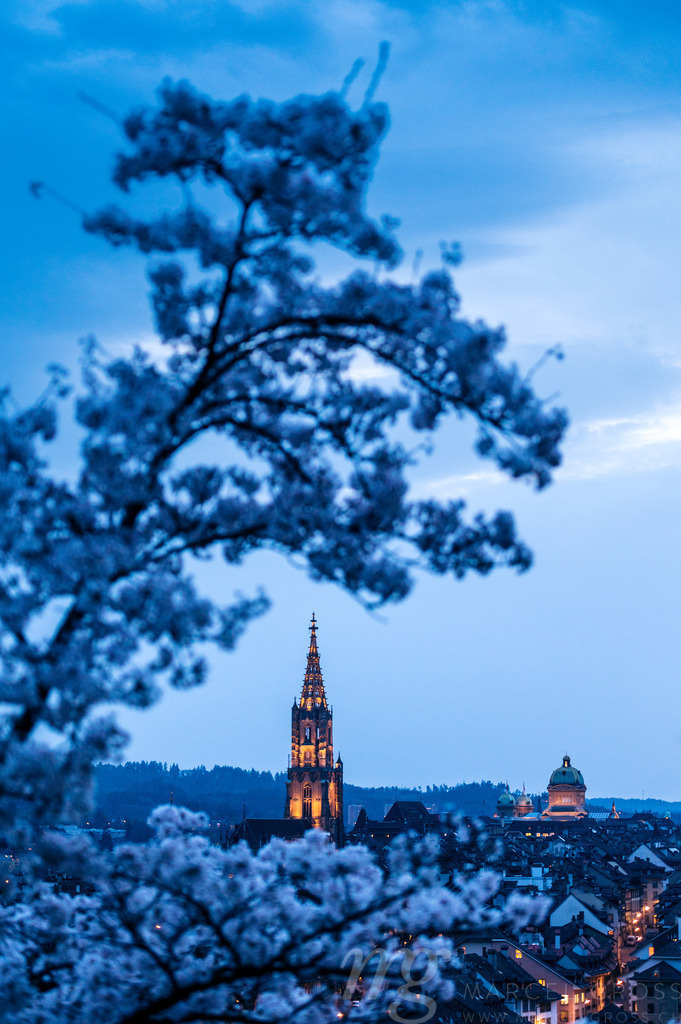 historic clocktower of Berner Münster during scenic cherry blossom in Rosengarten at blue hour | Die ideale Geschenkidee für Naturliebhaber. Naturbilder von Marcel Gross Photography für ihr Zuhause in den verschiedensten Formaten und Materialien. - Realisiert mit Pictrs.com