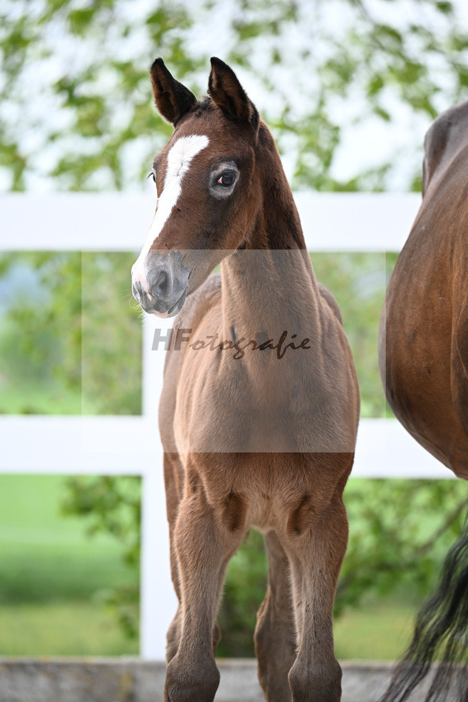 Kat-Nr. 26 SF Mylord Carthargo x Padinus_Schuster_23260388 | hf-fotografie - Realisiert mit Pictrs.com