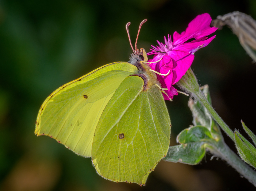 2023-200-01 | Der Zitronenfalter (Gonepteryx rhamni) ist ein Schmetterling aus der Familie der Weißlinge. - Realisiert mit Pictrs.com