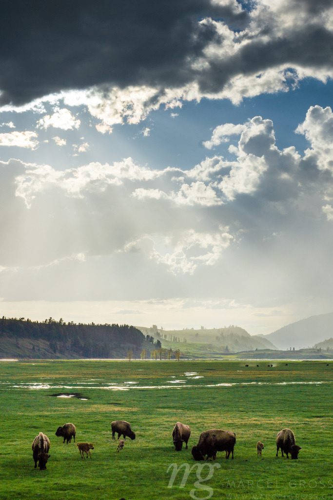 a land before the white man arrived | Dramatic Sunset in Yellowstones Lamar Valley with a herd of Bison. Once they roamed in millions the great plains of North America and built the livelihoods for many tribes of American Indian. - Realisiert mit Pictrs.com