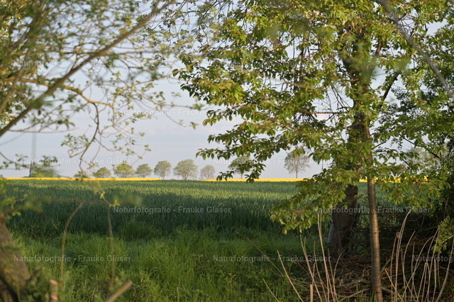 DSC_7666 | Naturfotografie Frauke Gläser - Realisiert mit Pictrs.com
