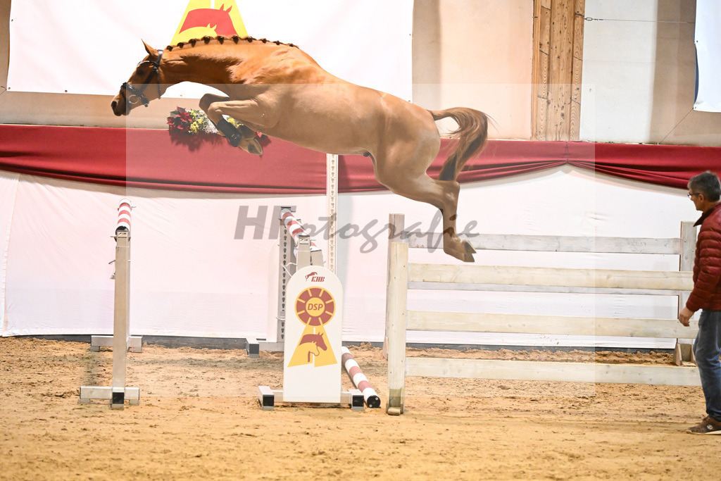 Kat-Nr. 26 El Barone 111 Z x Arezzo VDL_Schep_43231151 | hf-fotografie - Realisiert mit Pictrs.com