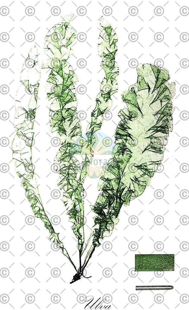 HistAbb_84QC_2_ENZY_Simple | Historische Abbildung von Ulva - Ulvaceae (0) | Historical Illustration of Ulva - Ulvaceae (0)
