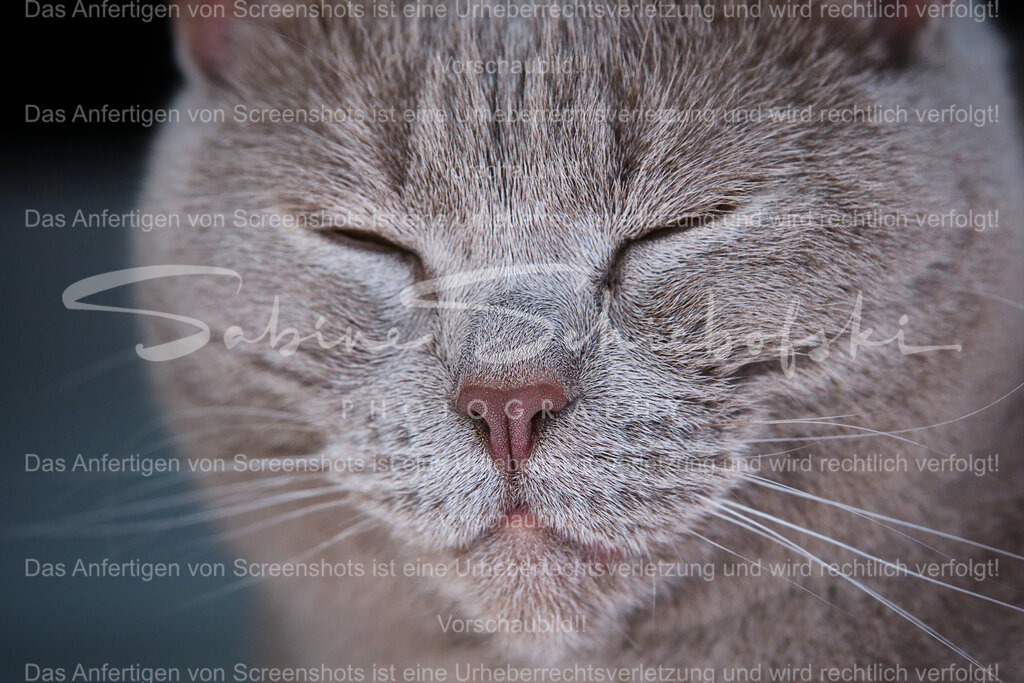 Wandbild "müde Katze" | People- und Tierfotografie, Imageaufnahmen, Veranstaltungsfotografie und Wandbilder aus der Natur ★ Made in Germany ✔️ Druck + Downloads ✔️ Naturfotografie in Top Qualität ★ schneller Versand, weltweite Lieferung! - Realisiert mit Pictrs.com