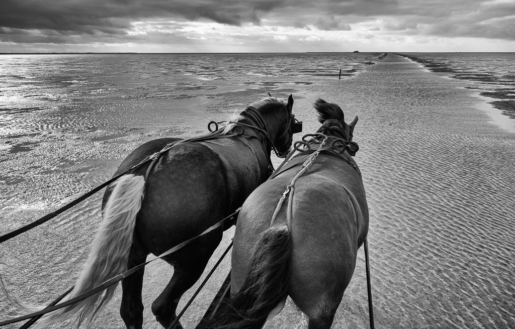 Kutschfahrt zur Hallig Südfall © Holger Rüdel | Der Online-Shop von Holger Rüdel. Ausgewählte Fotografien als FineArt-Prints bestellen: Bildreportagen, Landschaften, Wildlife, History, Infrarot-Motive in Schwarzweiß und Verschiedenes.  - Realisiert mit Pictrs.com