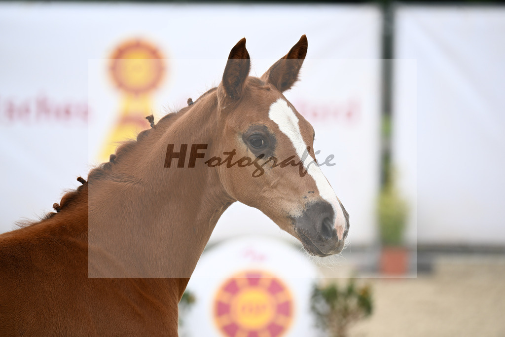 Kat-Nr. 13 Esmeraldo x Question d Honneur B_SF_Mayer_14250030 | hf-fotografie - Realisiert mit Pictrs.com
