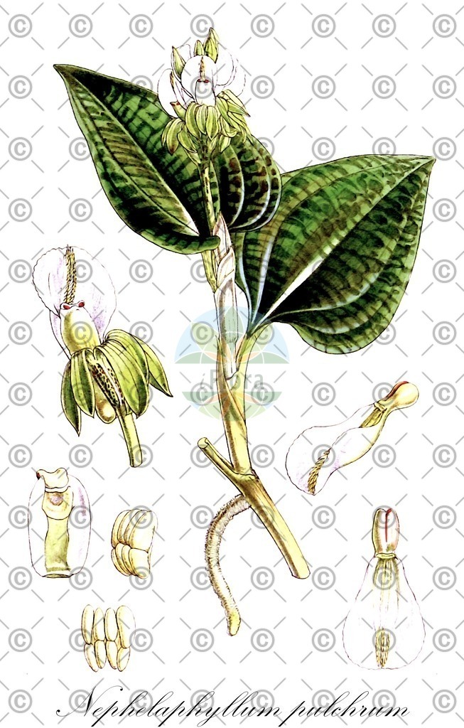 HistAbb_wfo-0000381268_2_ENZY_Simple | Historische Abbildung von Nephelaphyllum pulchrum - Orchidaceae | Historical Illustration of Nephelaphyllum pulchrum - Orchidaceae