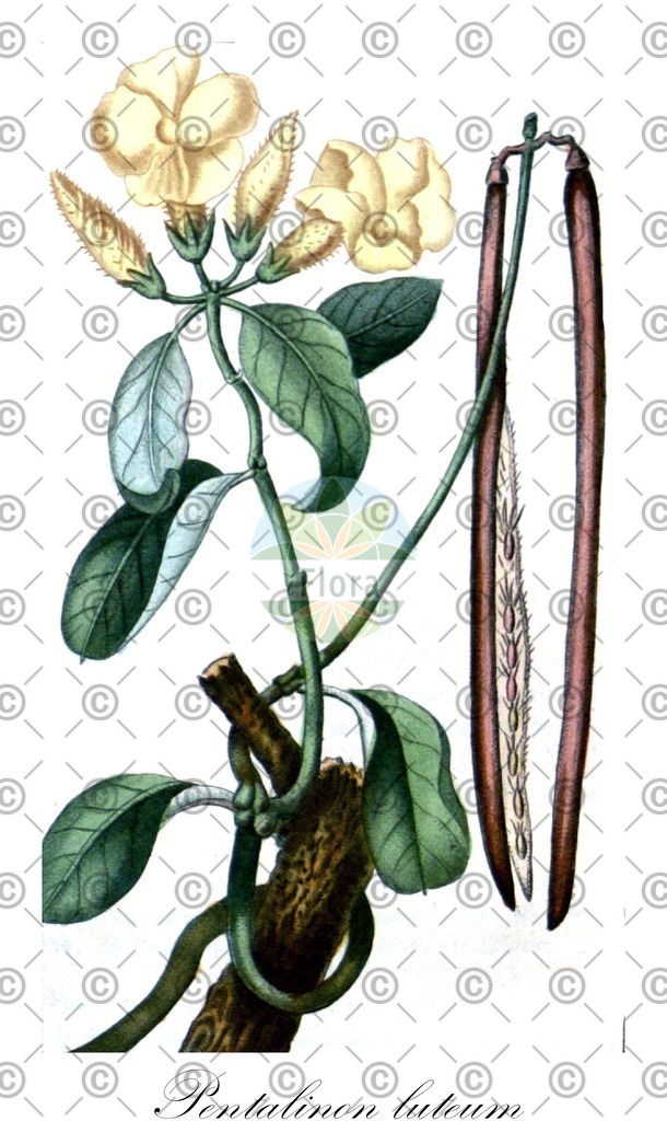 HistAbb_wfo-0000889307_1_ENZY_Simple | Historische Abbildung von Pentalinon luteum - Apocynaceae | Historical Illustration of Pentalinon luteum - Apocynaceae