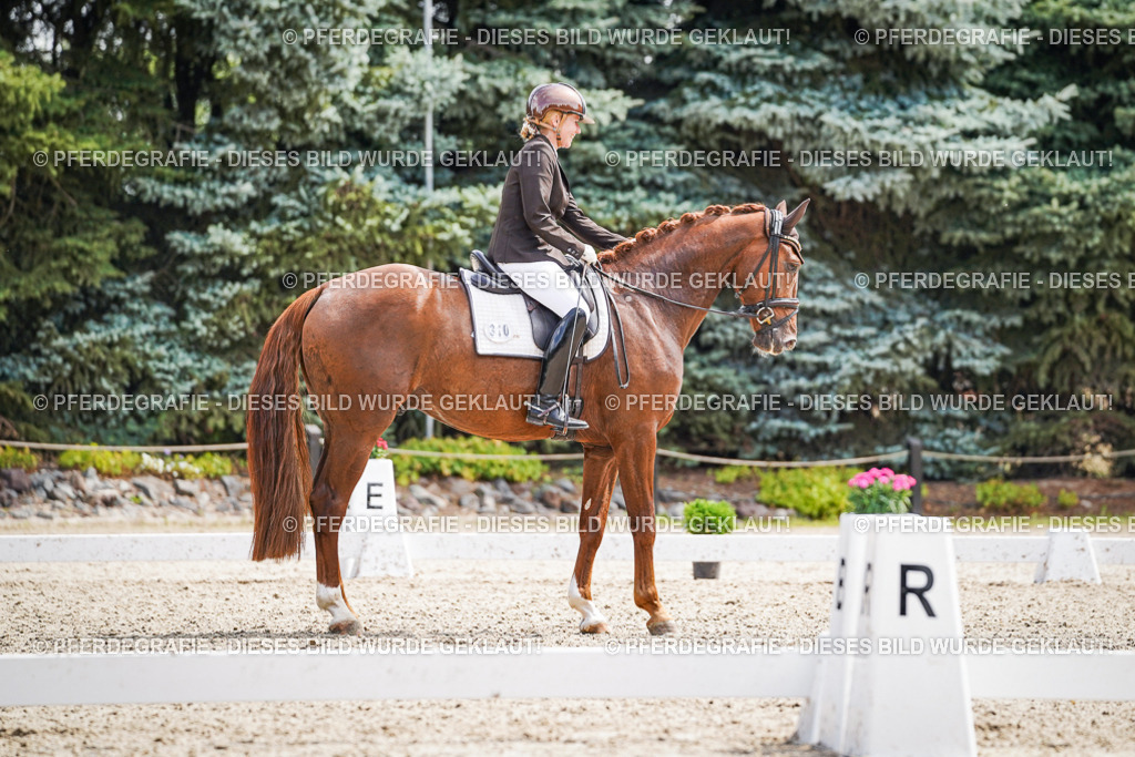 DSC09922 | Pferdegrafie