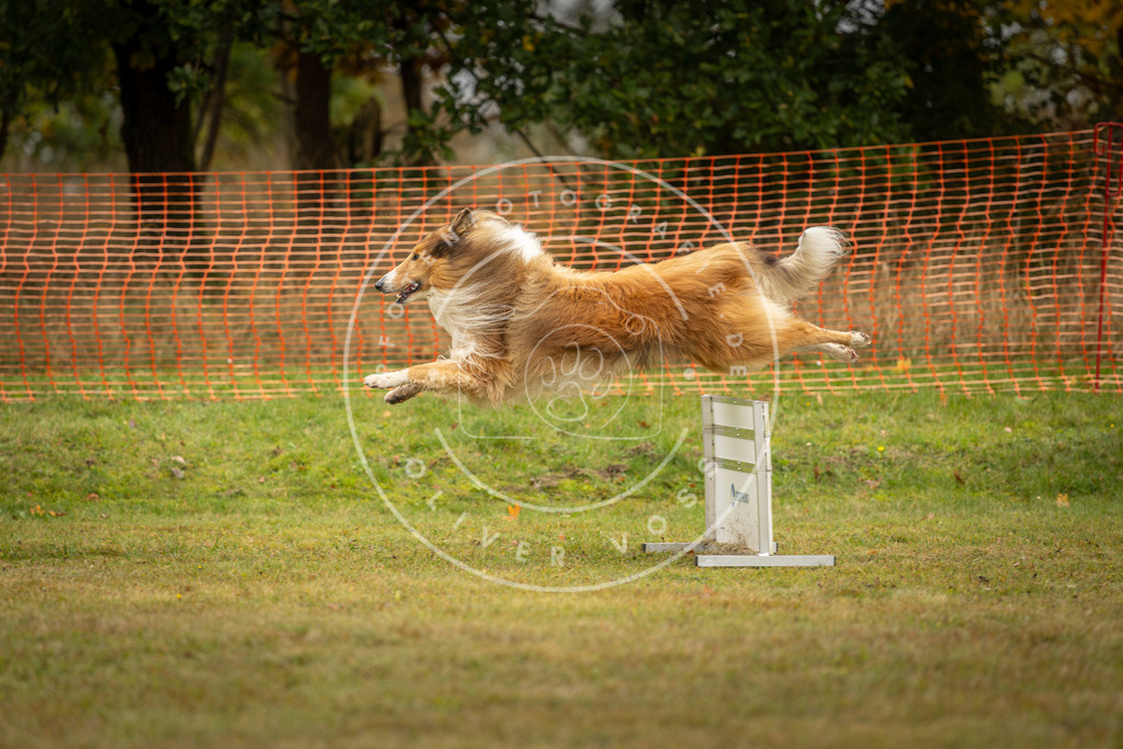 Pfotenfotografie_DV3A1501 | Hundefotografie, Tierfotograf, Pfotenfotografie, Fotoshooting Hund, Hunde Portrait, Hundesport, Hundeportraits, Heideshooting, Hunde, Sportfotograf, Hundefotograf, Turnierhundsport, THS,  - Realisiert mit Pictrs.com